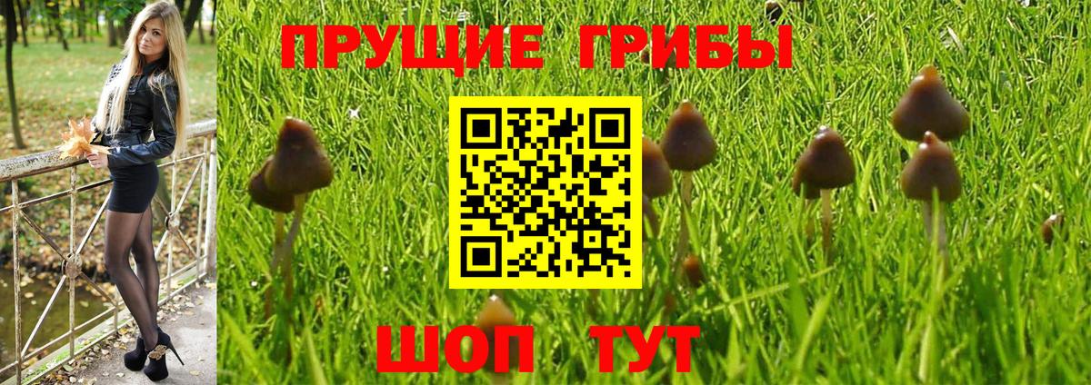 Псилоцибиновые грибы прущие грибы Сунжа
